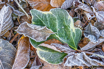 Detailreiche Nahaufnahme von gefrorenen Blättern am frühen Morgen im Herbst