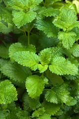 Sydney Australia, green leaves of melissa officinalis or lemon balm