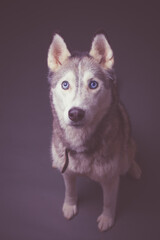sibirian husky from above looking up indoors 