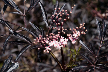 Sydney Australia, stem with buds and pink flowers of a european black elderberry tree