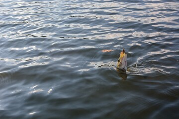 Summer fishing, pike fishing, spinning on the lake