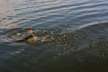 Summer fishing, pike fishing, spinning on the lake