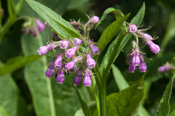 Sydney Australia, purple flowers of a comfrey or symphytum officinale plant