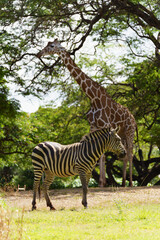 Fototapeta na wymiar Giraffe and zebra stand near each other in field, looking in opposite directions to better spot predators.