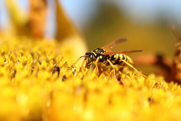 Vespula vulgaris, Helianthus annuus, a wasp covered with pollen on a sunflower