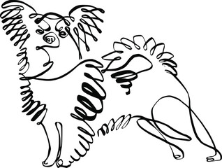 vector illustration The Papillon dog 
