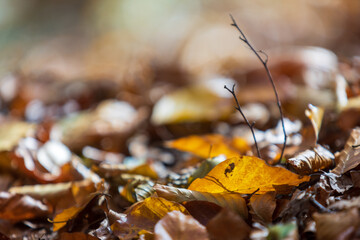Herbst closeup