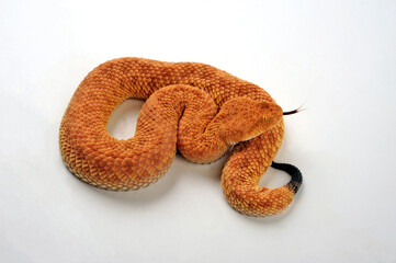 Sahara sand viper // Avicennaviper (Cerastes vipera)