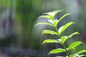In selective focus a branch of tropical plant growing in a garden in rainy season with blurred green field