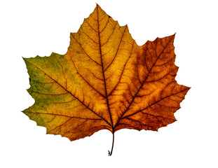 Autumn Leaf