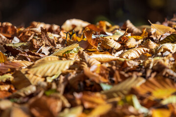 Herbstlaub closeup