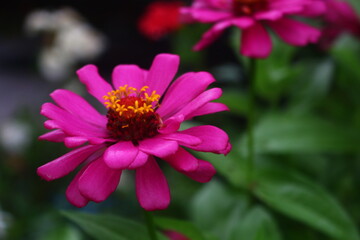 Obraz premium flowers with bright colors that grow in the yard so that it makes a beautiful view