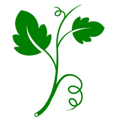 leaf flower leaves green nature plant 