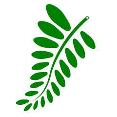 leaf flower leaves green nature plant 