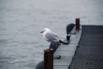 Seagull on a jetty pivot on a cloudy day