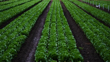 a green field of lettuce