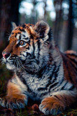  photo of the Amur tiger baby. evening forest