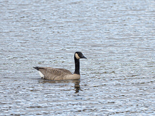 Obraz premium Kanadagans