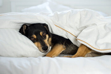 Black dog on white sheets. High key image of back dog in bed with pillow and sheets. Closeup of...