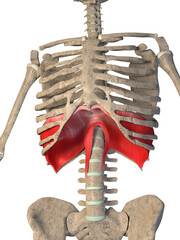 3d Illustration of the Diaphragm Muscle on a White Background