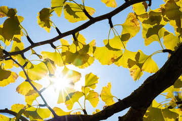 Obraz premium 秋晴れの空と公孫樹の葉