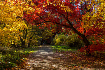 Multicolored discoloration of leaves in an autumn park alley