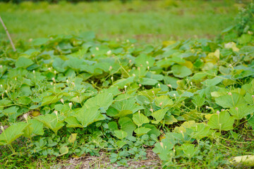 green leaf of vegetables at agriculture field.