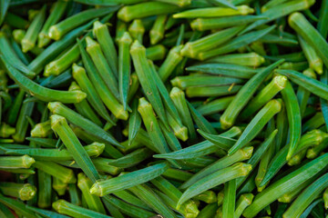 uncooked Green okra or lady finger at agriculture field.
