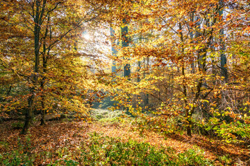 Fototapeta premium Herbstspiele im Kottenforst