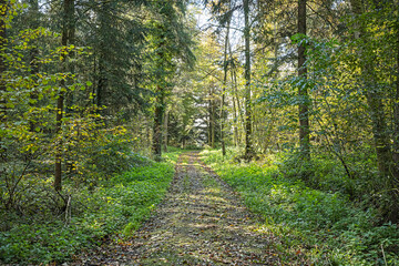 Waldweg bei Eschenbach, Kanton Luzern, Schweiz