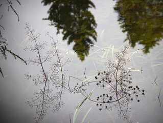 Reflection of plants in water