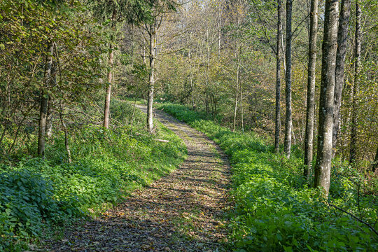 Waldweg bei Eschenbach, Kanton Luzern, Schweiz