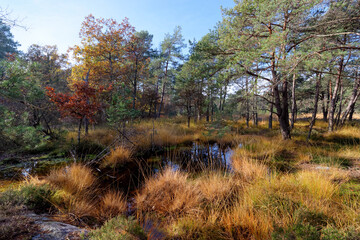 Couleuvreux pond in the Fontainebleau forest