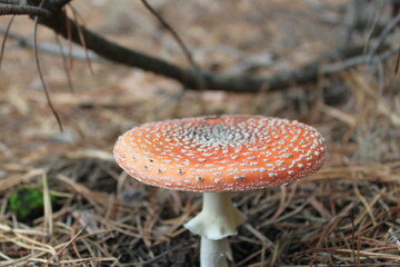 amanita muscaria fly agaric