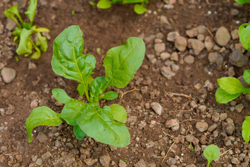 spinach leaf at agriculture field.