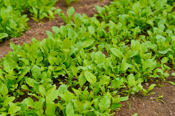 spinach leaf at agriculture field.