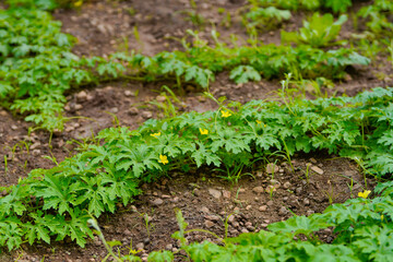 green leaf of vegetables at agriculture field.