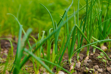 green Onion agriculture field at india.