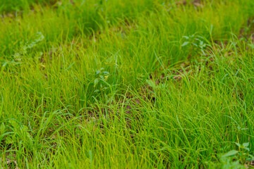 green Onion agriculture field at india.