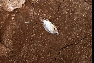 Fish lying dead in the dry season