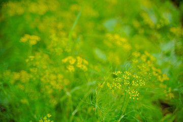 green leaf of vegetables at agriculture field.
