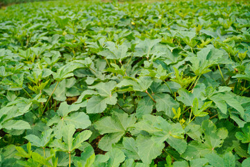 Okra or ladyfinger plant at agriculture field.