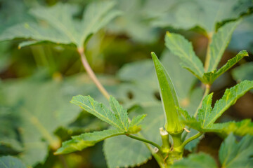 Okra or ladyfinger plant at agriculture field.