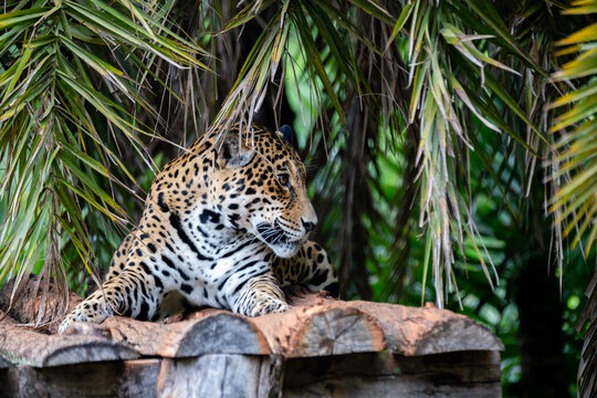 yellow painted jaguar lying on the log deck among tropical vegetation