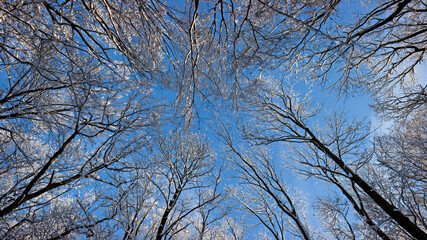 snow covered trees against a blue sky