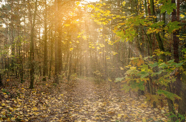 The colors of autumn in the forest