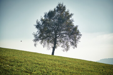 a large tree on a green field up on a hill