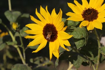 Two sunflowers with a honey bee on it