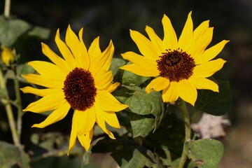 Two blooming sunflowers with green leaves and grains