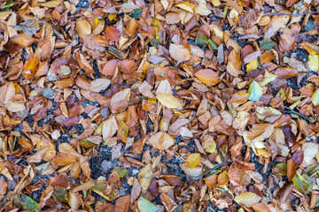 Buntes Herbstlaub auf Boden 